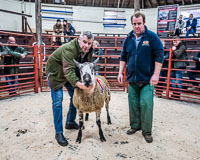 Longtown Ram Fair-22